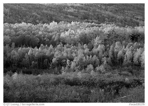 Mosaic of autumn color trees on hillside. Acadia National Park, Maine, USA.