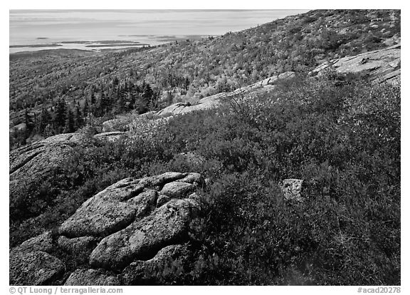 Shrubs in autumn color and granite slabs on Cadillac mountain. Acadia National Park (black and white)