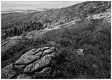 Shrubs and granite slabs on Cadillac mountain. Acadia National Park ( black and white)