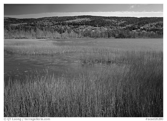 Reeds, pond, and hill with fall color. Acadia National Park (black and white)