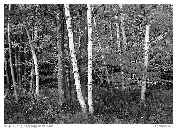 White birch and maples in autumn. Acadia National Park, Maine, USA.