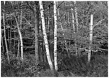 White birch trees, orange and red maple trees in autumn. Acadia National Park ( black and white)