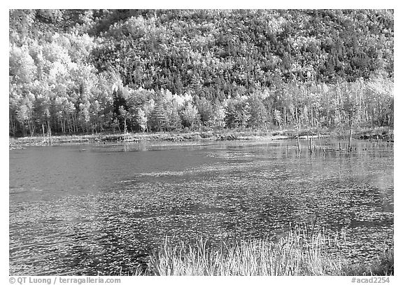 Pond and autumn colors. Acadia National Park (black and white)
