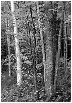 Bouquet of trees in fall colors. Acadia National Park, Maine, USA. (black and white)