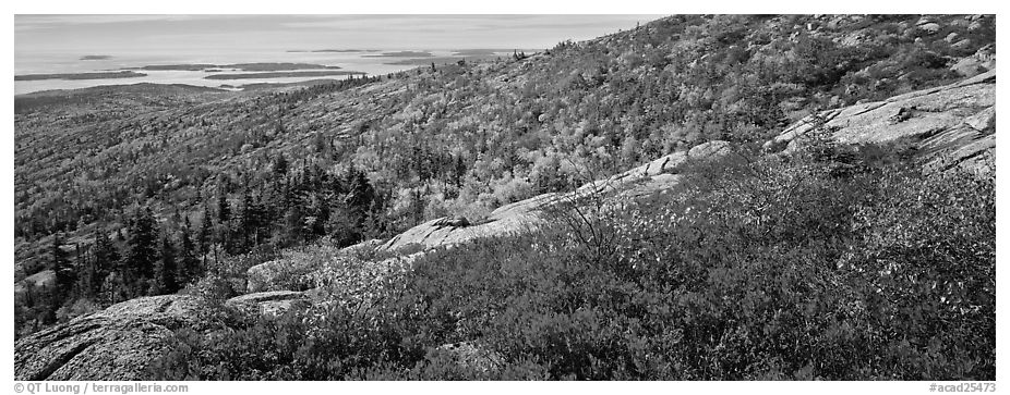 Autumn landscape with brightly colors shrubs and trees. Acadia National Park (black and white)