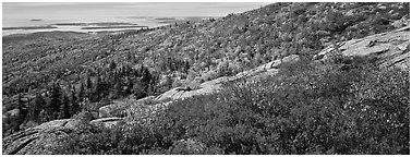 Autumn landscape with brightly colors shrubs and trees. Acadia National Park (Panoramic black and white)