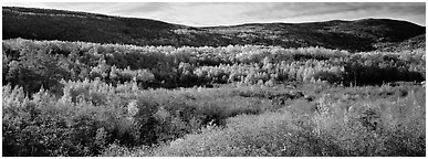 Forest landscape in the fall. Acadia National Park (Panoramic black and white)