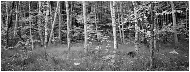 Forest in autumn. Acadia National Park (Panoramic black and white)