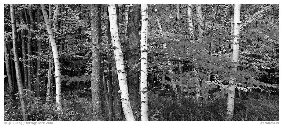 Forest scene in the fall with birch and maples. Acadia National Park (black and white)