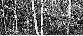 Forest scene in the fall with birch and maples. Acadia National Park (Panoramic black and white)