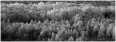 Distant trees in fall foliage. Acadia National Park (Panoramic black and white)