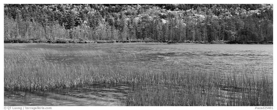 Pond, reeds and trees in autumn. Acadia National Park (black and white)