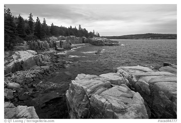 Rugged atlantic seascape near Thunder Hole. Acadia National Park (black and white)