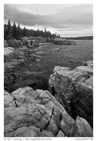 Rocky coastline near Thunder Hole. Acadia National Park (black and white)