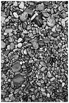 Pebbles of various sizes and colors. Acadia National Park ( black and white)