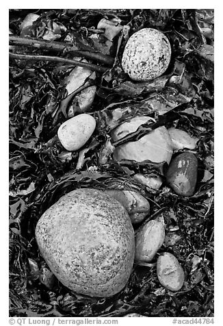 Pebbles and seaweeds. Acadia National Park, Maine, USA.