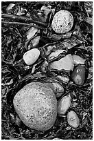 Pebbles and seaweeds. Acadia National Park ( black and white)