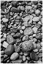 Close-up of multicolored pebbles. Acadia National Park, Maine, USA. (black and white)