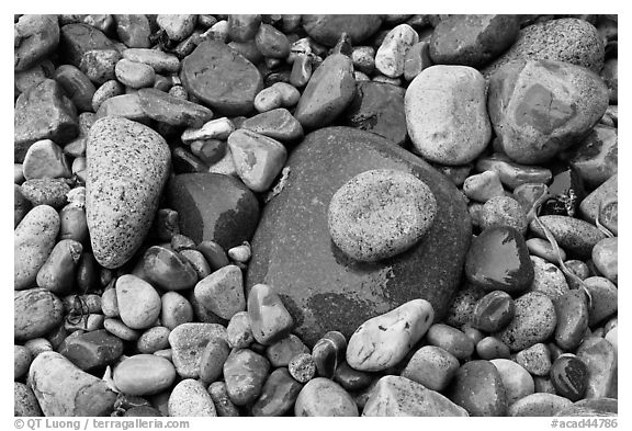 Colorful pebbles shining in the rain. Acadia National Park (black and white)