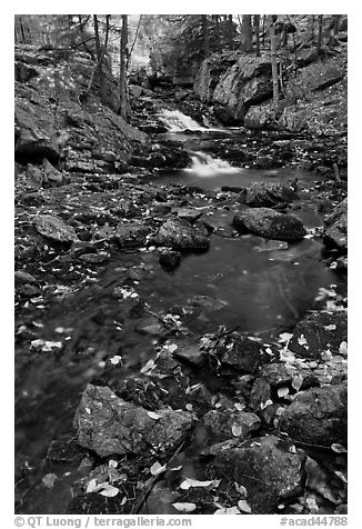 Stream in autumn. Acadia National Park (black and white)