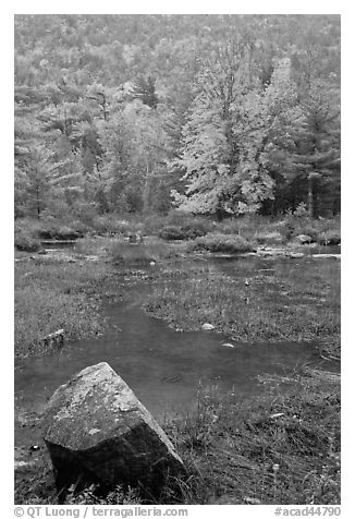 Pond in the rain with trees in fall foliage. Acadia National Park (black and white)