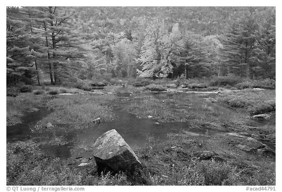 Pond in rainy weather and trees in autumn foliage. Acadia National Park (black and white)