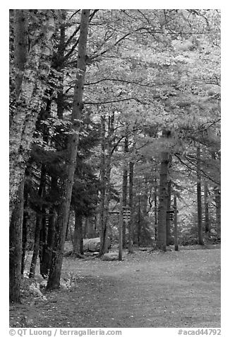 Trail marker signs in the fall. Acadia National Park (black and white)