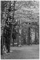Trail marker signs in the fall. Acadia National Park ( black and white)