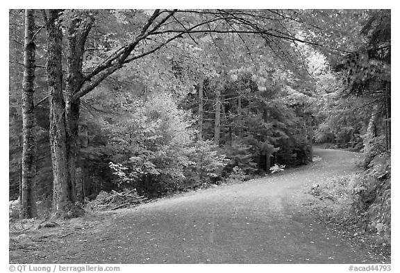 Carriage road. Acadia National Park (black and white)