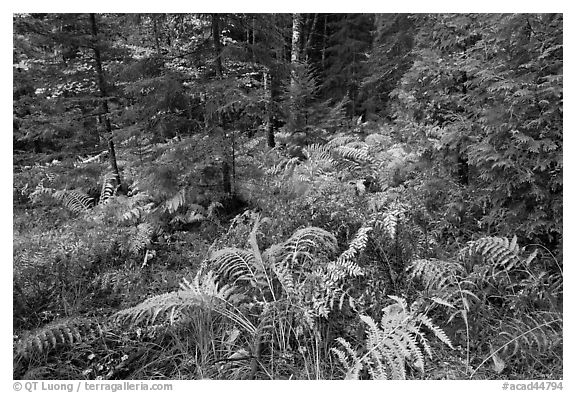 Forest undergrowth in autumn. Acadia National Park (black and white)