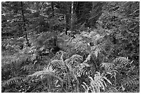 Forest undergrowth in autumn. Acadia National Park ( black and white)