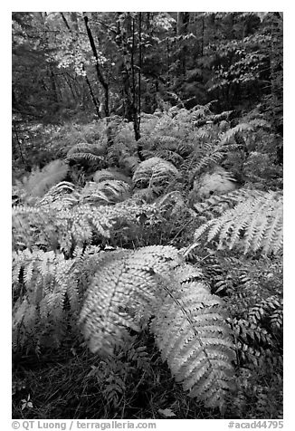 Moving ferns in autumn colors. Acadia National Park (black and white)