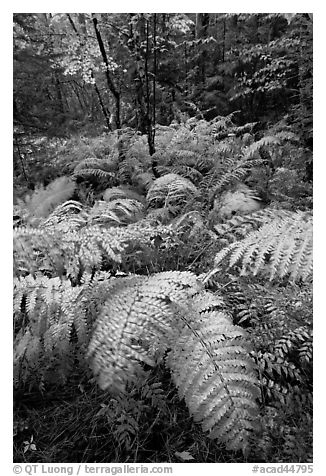 Moving ferns in autumn colors. Acadia National Park, Maine, USA.