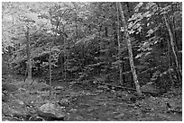 Forest stream in the fall. Acadia National Park ( black and white)