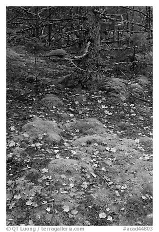 Moss, leaves, and tree. Acadia National Park, Maine, USA.