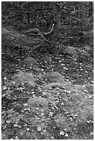 Moss, leaves, and tree. Acadia National Park ( black and white)