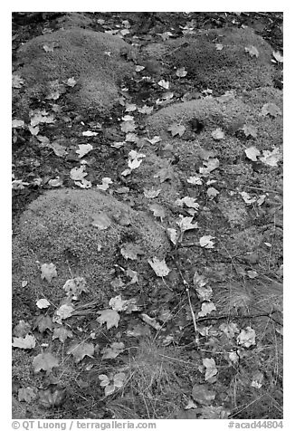 Fallen leaves on green moss. Acadia National Park (black and white)