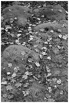 Fallen leaves on green moss. Acadia National Park, Maine, USA. (black and white)