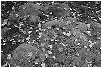 Green moss with red maple leaves. Acadia National Park, Maine, USA. (black and white)