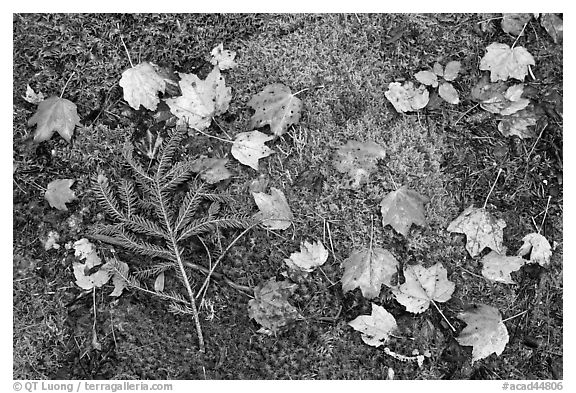 Pine brach, maple leaves, and moss. Acadia National Park (black and white)