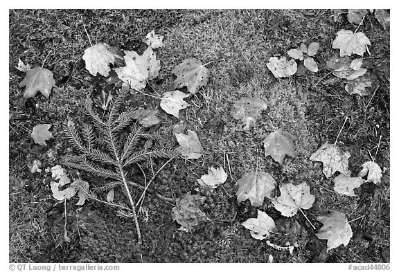 Pine brach, maple leaves, and moss. Acadia National Park, Maine, USA.