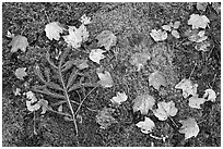 Pine brach, maple leaves, and moss. Acadia National Park ( black and white)