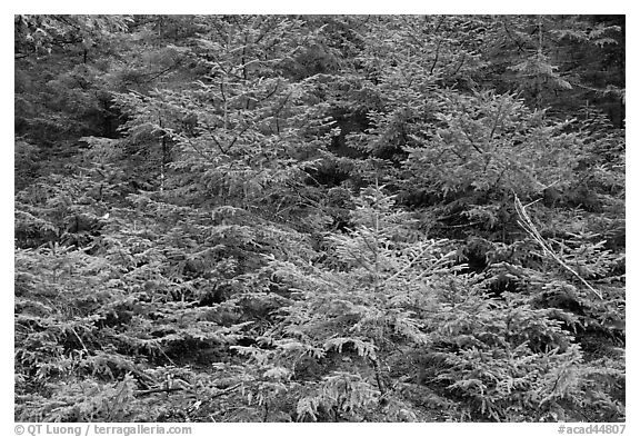 Young pine trees. Acadia National Park (black and white)