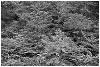 Young pine trees. Acadia National Park, Maine, USA. (black and white)