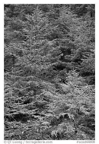 Pine saplings. Acadia National Park, Maine, USA.