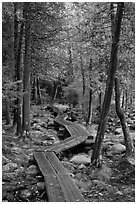 Boardwalk in forest. Acadia National Park, Maine, USA. (black and white)