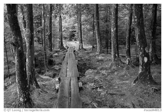Boardwalk in wet forest environment. Acadia National Park (black and white)