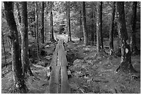 Boardwalk in wet forest environment. Acadia National Park, Maine, USA. (black and white)