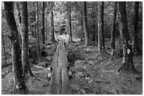 Boardwalk in wet forest environment. Acadia National Park ( black and white)