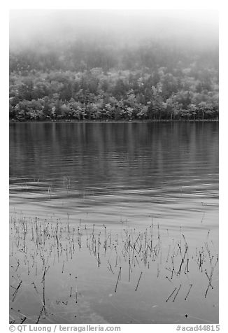 Reeds and hillside in fall foliage on foggy day. Acadia National Park, Maine, USA.